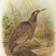 Australasian Bittern